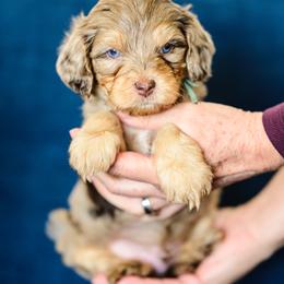 Cosmo - Merle male Cavapoo puppy in Centerville, Utah from Beehive Fur Friends