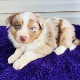Bailey - Red merle female Australian Shepherd puppy in Charlotte, North Carolina from Awesome Aussies