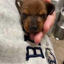 "Little Bit (male)" Dachshund Puppies from Waite's Dachshunds