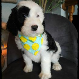 Nisha - Black and white female Sheepadoodle puppy in Farley, Iowa from Iowa's Doodle Co.