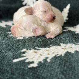Biscotti - Cream male Dachshund puppy in Mc Donough, Georgia from Hot Diggity Doxies