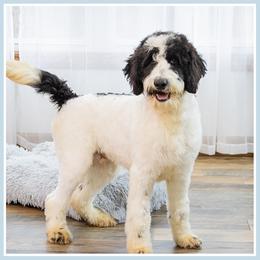 Chevron - Black male Bernedoodle puppy in Connersville, Indiana from Deaz Doodle Ranch