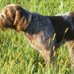 Bracco Italianos and Spinoni Italiani from Caccia Cane Spinone