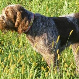 Bracco Italianos and Spinoni Italiani from Caccia Cane Spinone