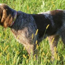 Bracco Italianos and Spinoni Italiani from Caccia Cane Spinone