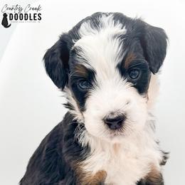 Chloe - Tri-color female Bernedoodle puppy in Tipton, Indiana from Country Creek Doodles