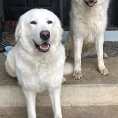 Maremma Sheepdogs from Naranjo Hills Farm