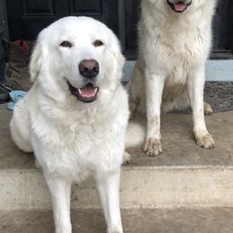 Maremma Sheepdogs from Naranjo Hills Farm