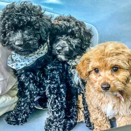 Poodle Puppies from Kindred Companions Toy Doodles