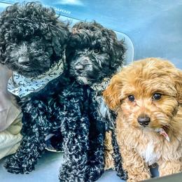 Poodle Puppies from Kindred Companions Toy Doodles