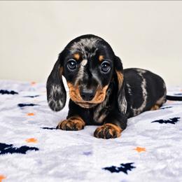Black and tan dapple male 2 - Dapple male Dachshund puppy in Belle Rive, Illinois from Akin's Miniature Dachshunds, LLC