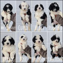 Old English Sheepdog and Sheepadoodle Puppies from Country Roads Sheepdogs & Doodles