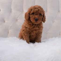 Australian Labradoodle Puppies from New England Labradoodles
