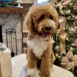 Poodle Puppies from Poodles of Tampa Bay