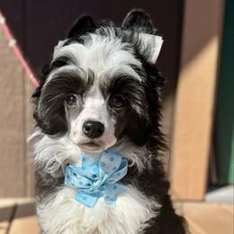 Shark - Black and white male Chinese Crested puppy in New Smyrna Beach, Florida from FronkLinn Kennel