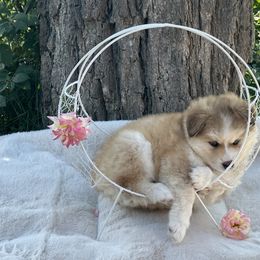 Pomsky Puppies from Lake in the hills Pomskies