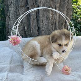 Pomsky Puppies from Lake in the hills Pomskies