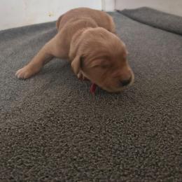 Rainier (1st pick male) - Dark golden male Golden Retriever puppy in Tenino, Washington from Oak River Goldens'