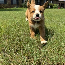 Bernedoodle Puppies from Bundren Farms