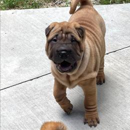 Chinese Shar-Pei Puppies from Sunspire Shar-Pei