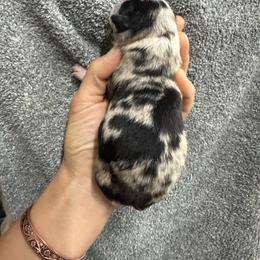 Bluey - Blue merle male Miniature Australian Shepherd puppy in Mount Airy, Georgia from North Georgia Gems