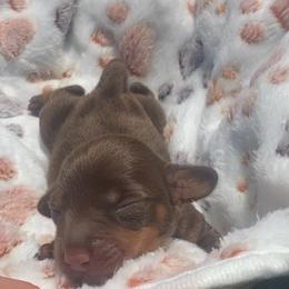 Snickers - Chocolate and tan male Dachshund puppy in Clinton, Tennessee from 4-LOVES Dachshunds