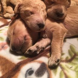 Cockapoo and Goldendoodle Puppies from Capital Doodles