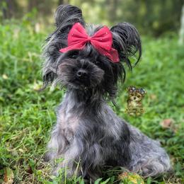 Mithril - Blue and gold female Yorkshire Terrier puppy in Barren Springs, Virginia from Seeking Shalom Acres Maltese, Maltipoos & Havamalts