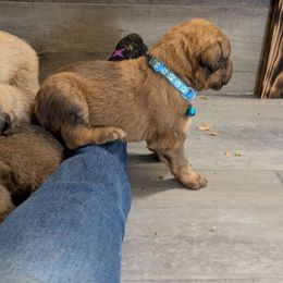 Zavala-Light Blue - Sedge Chesapeake Bay Retriever puppy in Soap Lake, Washington from Desert Oasis Kennels