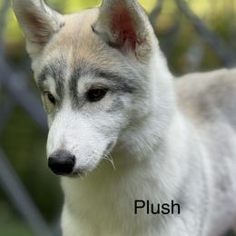 Siberian Husky Puppies from Coldwind Kennel