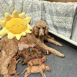 Poodles from Lori Bauer