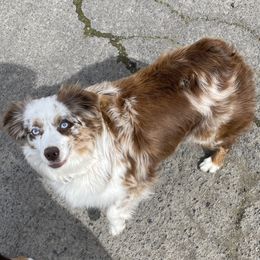 Khleesi - Miniature Australian Shepherd