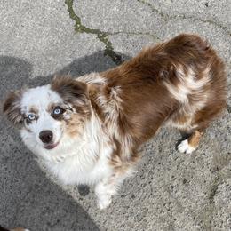 Khleesi - Miniature Australian Shepherd