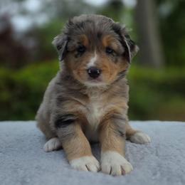 Jelly Bean - Blue merle male Australian Shepherd puppy in Summerville, South Carolina from Flowertown Aussies