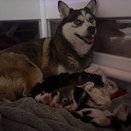 Pomsky Puppies from Sun-Kissed Mountain Homestead