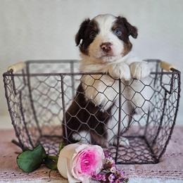 Rex - Red tri-color male Australian Shepherd puppy in Mountain Grove, Missouri from K Bar H Farms