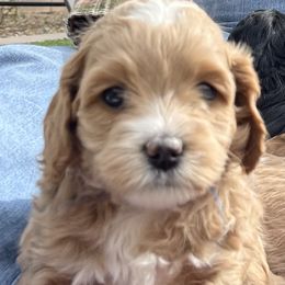 Girl 1 - Cockapoo puppy in Peoria, Arizona from Frosty Acres Cockapoos and Doodles