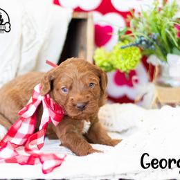 Boy 3 - Caramel red male Australian Labradoodle puppy in Tecumseh, Michigan from South Mitten Labradoodles