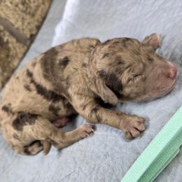 Sage - Merle female Goldendoodle puppy in Delphos, Ohio from Route 66 Poodles & Doodles, Sapphire Shih-tzu's of Ohio