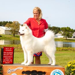 Karat - Samoyed