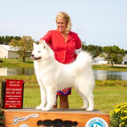Karat - Samoyed
