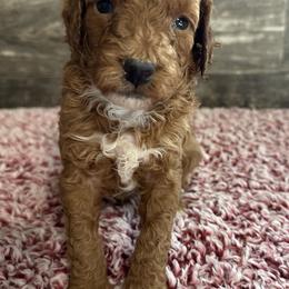 Duke - Red  male Poodle puppy in Camden, Michigan from Pawfect Companions
