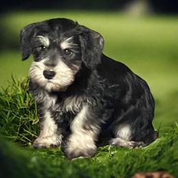 Miniature Schnauzer puppies from Rose Lane Schnauzers