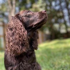 Boykin Spaniels and English Springer Spaniels from Eagle Trail Kennels