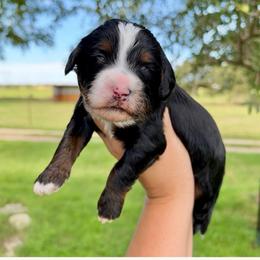 Alan - Tri-color male Bernedoodle puppy in Comanche, Texas from Central Texas Doodles, LLC.