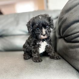 Otis - Black and white male Cavapoo puppy in Saint George, Utah from Fitzdoodles