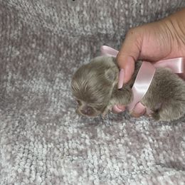 Kilala - Chocolate Pomeranian puppy in Smithville, Texas from Lafary Poms