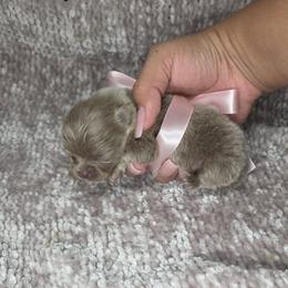 Kilala - Chocolate Pomeranian puppy in Smithville, Texas from Lafary Poms