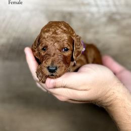 Jenna - Red  female Poodle puppy in Abilene, Texas from Mesquite Kennels