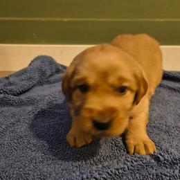 Moose (silver collar) - Dark golden male Golden Retriever puppy in Tenino, Washington from Oak River Goldens'